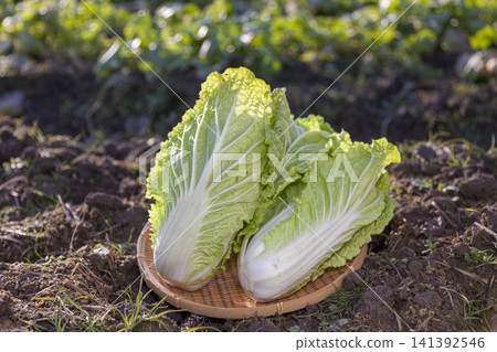 A farming scene featuring a field of lush, growing cabbage and freshly harvested cabbage. A farming scene featuring a field of lush, growing cabbage and freshly harvested cabbage. 141392546