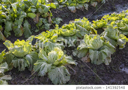 A farming scene featuring a field of lush, growing cabbage and freshly harvested cabbage. A farming scene featuring a field of lush, growing cabbage and freshly harvested cabbage. 141392548