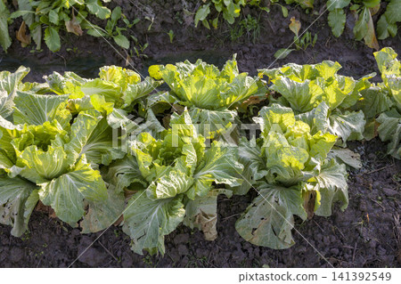 A farming scene featuring a field of lush, growing cabbage and freshly harvested cabbage. A farming scene featuring a field of lush, growing cabbage and freshly harvested cabbage. 141392549
