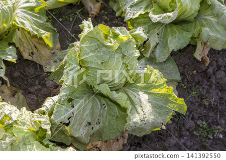 A farming scene featuring a field of lush, growing cabbage and freshly harvested cabbage. A farming scene featuring a field of lush, growing cabbage and freshly harvested cabbage. 141392550