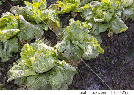 A farming scene featuring a field of lush, growing cabbage and freshly harvested cabbage. A farming scene featuring a field of lush, growing cabbage and freshly harvested cabbage. 141392551