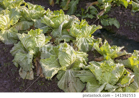 A farming scene featuring a field of lush, growing cabbage and freshly harvested cabbage. A farming scene featuring a field of lush, growing cabbage and freshly harvested cabbage. 141392553
