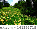 Blooming in Shiga Kogen 141392718
