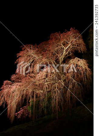 Weeping cherry blossoms illuminated at night - standing composition Weeping cherry blossoms illuminated at night - standing composition 141392735