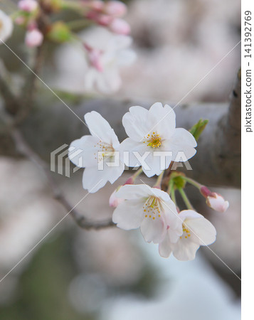櫻花盛開刷新自然景觀 櫻花盛開刷新自然景觀 141392769