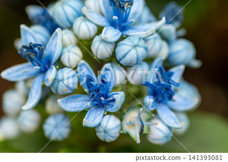 The blue hydrangea with only true flowers: Hydrangea macrophylla The blue hydrangea with only true flowers: Hydrangea macrophylla 141393081