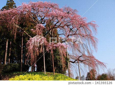 A combination of weeping cherry blossoms against a blue sky and rapeseed flowers. A combination of weeping cherry blossoms against a blue sky and rapeseed flowers. 141393126