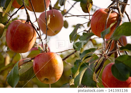 Plump, ripe apples from an orchard Plump, ripe apples from an orchard 141393136