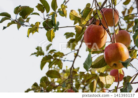 Apples in an orchard bathed in the setting sun Apples in an orchard bathed in the setting sun 141393137