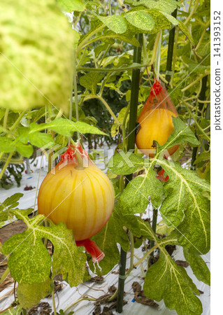 "Kinpuku Watermelon," a specialty of Fukui Prefecture, is a brand of watermelon with a yellow rind and vibrant red flesh. "Kinpuku Watermelon," a specialty of Fukui Prefecture, is a brand of watermelon with a yellow rind and vibrant red flesh. 141393152