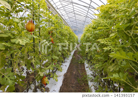 "Kinpuku Watermelon," a specialty of Fukui Prefecture, is a brand of watermelon with a yellow rind and vibrant red flesh. "Kinpuku Watermelon," a specialty of Fukui Prefecture, is a brand of watermelon with a yellow rind and vibrant red flesh. 141393157