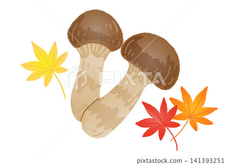 Vector illustration of matsutake mushrooms and maple leaves Vector illustration of matsutake mushrooms and maple leaves 141393251