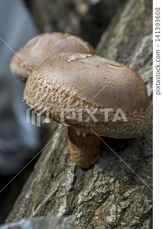 Thick, meaty shiitake mushrooms grown on logs in Fukui Prefecture - A bounty from the farmers who cultivate them. 141393608