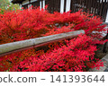 東福寺的杜鵑花葉 141393644