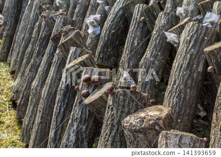 Thick, meaty shiitake mushrooms grown on logs in Fukui Prefecture - A bounty from the farmers who cultivate them. Thick, meaty shiitake mushrooms grown on logs in Fukui Prefecture - A bounty from the farmers who cultivate them. 141393659