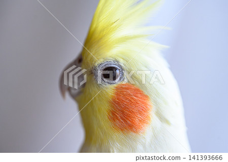 黃玄鳳鸚鵡 黃玄鳳鸚鵡 141393666
