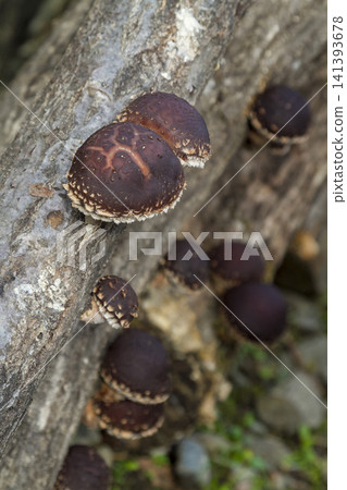 Thick, meaty shiitake mushrooms grown on logs in Fukui Prefecture - A bounty from the farmers who cultivate them. Thick, meaty shiitake mushrooms grown on logs in Fukui Prefecture - A bounty from the farmers who cultivate them. 141393678