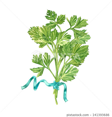 Watercolor illustration of a sprig of parsley tied with a blue ribbon. Everything is hand-painted in watercolor. Botanical illustration of edible herbs for kitchen decoration and decoration of menus. Watercolor illustration of a sprig of parsley tied with a blue ribbon. Everything is hand-painted in watercolor. Botanical illustration of edible herbs for kitchen decoration and decoration of menus. 141393686