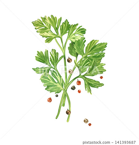 Watercolor composition of sprigs of fresh parsley and peppercorns. All objects are hand-painted in watercolor. An illustration for the design of organic products, restaurant menus, or packaging. Watercolor composition of sprigs of fresh parsley and peppercorns. All objects are hand-painted in watercolor. An illustration for the design of organic products, restaurant menus, or packaging. 141393687