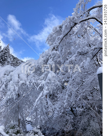 藍天與樹木上覆蓋著白雪的枝幹形成鮮明對比。 藍天與樹木上覆蓋著白雪的枝幹形成鮮明對比。 141393726