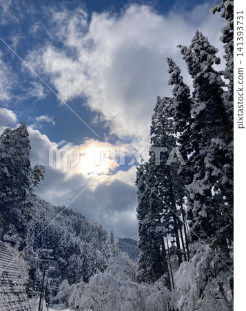 陽光透過積雪覆蓋的森林和雲層的縫隙灑下來。 141393731