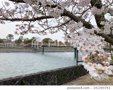 京都宇治川兩岸櫻花盛開,一座朱紅色的橋樑橫亙其間。 京都宇治川兩岸櫻花盛開,一座朱紅色的橋樑橫亙其間。 141393741
