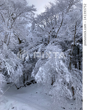 一片被純白積雪覆蓋的冬日森林景色。 一片被純白積雪覆蓋的冬日森林景色。 141393752