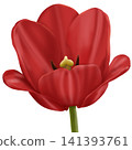 red tulip on a white background 141393761