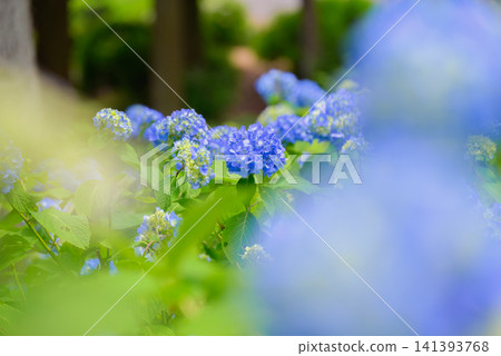 藍色繡球花 藍色繡球花 141393768