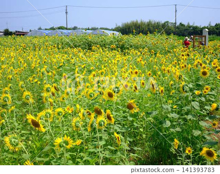 Sunflower field Sunflower field 141393783