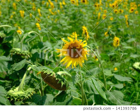 Sunflower field Sunflower field 141393786