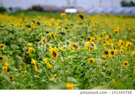 Sunflower field 141393798