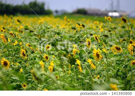 Sunflower field Sunflower field 141393800