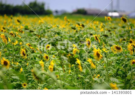 Sunflower field Sunflower field 141393801