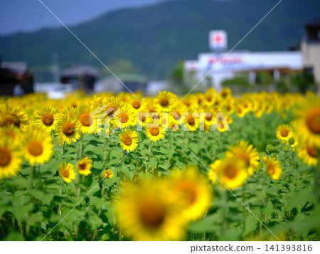 Sunflower field Sunflower field 141393816