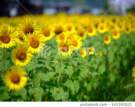 Sunflower field Sunflower field 141393822