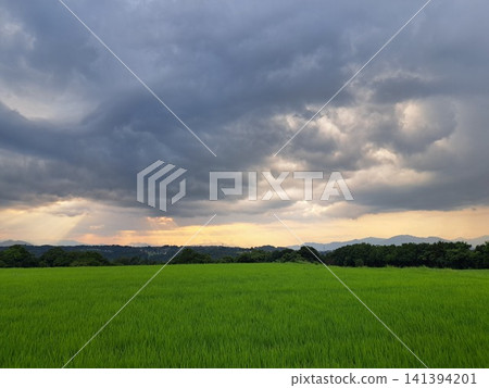 Beautiful rice paddy landscapes of Shinshu bathed in crepuscular rays. Beautiful rice paddy landscapes of Shinshu bathed in crepuscular rays. 141394201