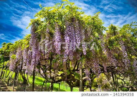Purple wisteria like a noren (traditional Japanese curtain) Purple wisteria like a noren (traditional Japanese curtain) 141394358