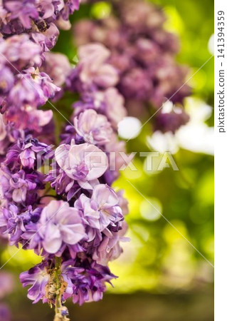 Fuji flower of double-bloom Fuji flower of double-bloom 141394359