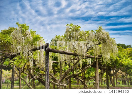 White wisteria and the May sky White wisteria and the May sky 141394360