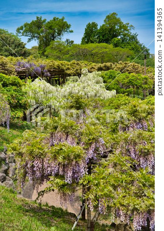 Wisteria flowers blooming in competition on the hillside 141394365