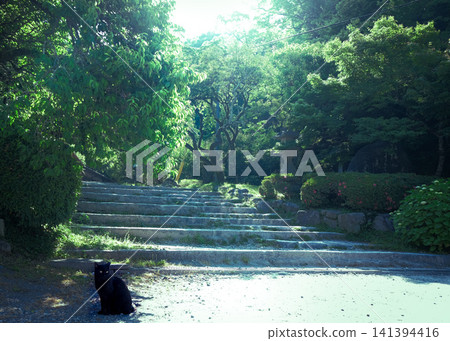 一隻黑貓在神社靜謐的石階上享受著陽光。 一隻黑貓在神社靜謐的石階上享受著陽光。 141394416