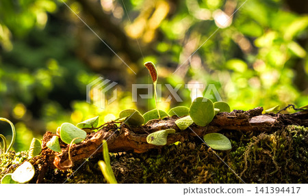 A macro landscape of moss and tiny plants thriving in the silence of the forest. A macro landscape of moss and tiny plants thriving in the silence of the forest. 141394417