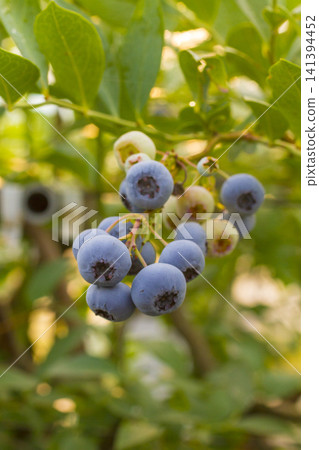 A farm of fully ripened blueberries and blueberries in harvest season A farm of fully ripened blueberries and blueberries in harvest season 141394452