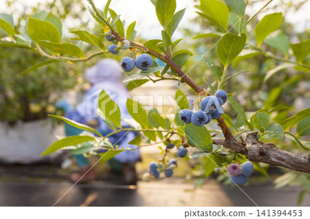 A farm of fully ripened blueberries and blueberries in harvest season A farm of fully ripened blueberries and blueberries in harvest season 141394453