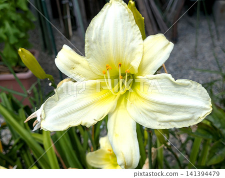 Pale cream-colored daylilies blooming in the summer garden Pale cream-colored daylilies blooming in the summer garden 141394479