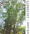 從下方望去，可以看到鬱鬱蔥蔥的樹木和清爽湛藍的夏日天空。 141394875