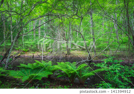 Hidden Swamps [Nagano Prefecture] 141394912