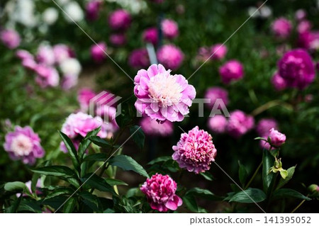 Two-toned peony flowers 141395052