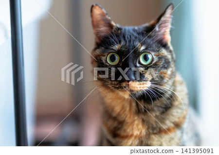 Sabi cat 141395091